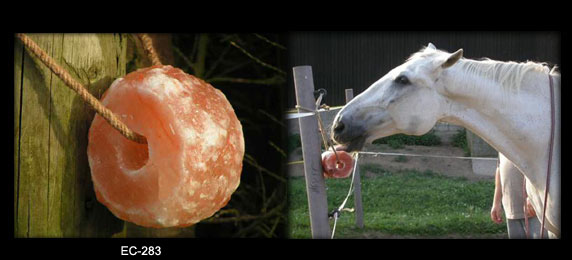 salt-licking